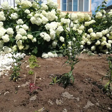 къща христини בית הארחה 3*