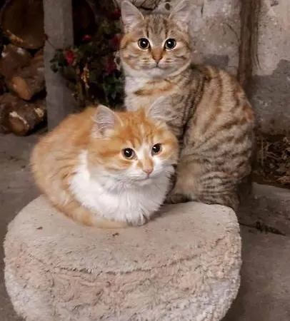 къща христини בית הארחה קלופר