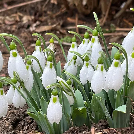 къща христини בית הארחה 3*