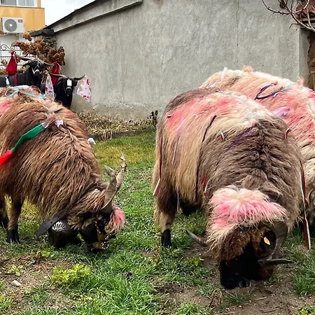 къща христини 招待所 卡洛费尔