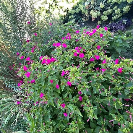 къща христини קלופר