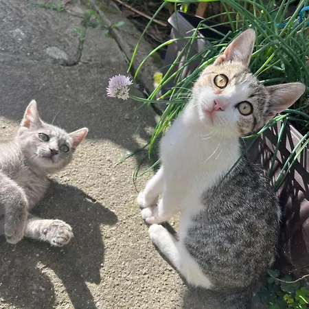 къща христини 3*