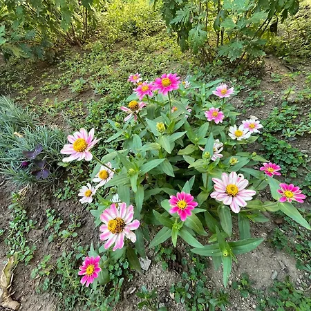 къща христини