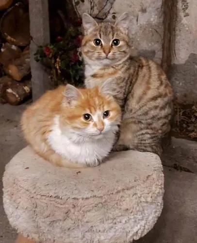 къща христини Guest house Kalofer